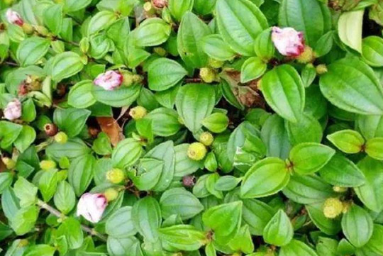 油茶是一類山茶類植物，油茶的功效與作用